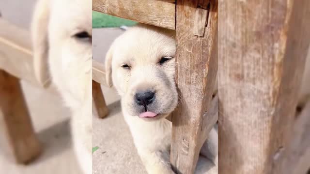 This dog is very funny.