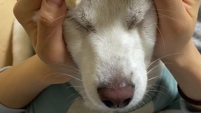 Dog’s face is crushed by owner’s pranks