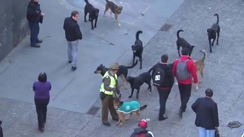 Street dog attacking police dog