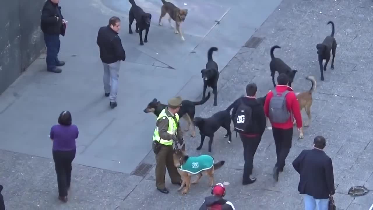 Street dog attacking police dog