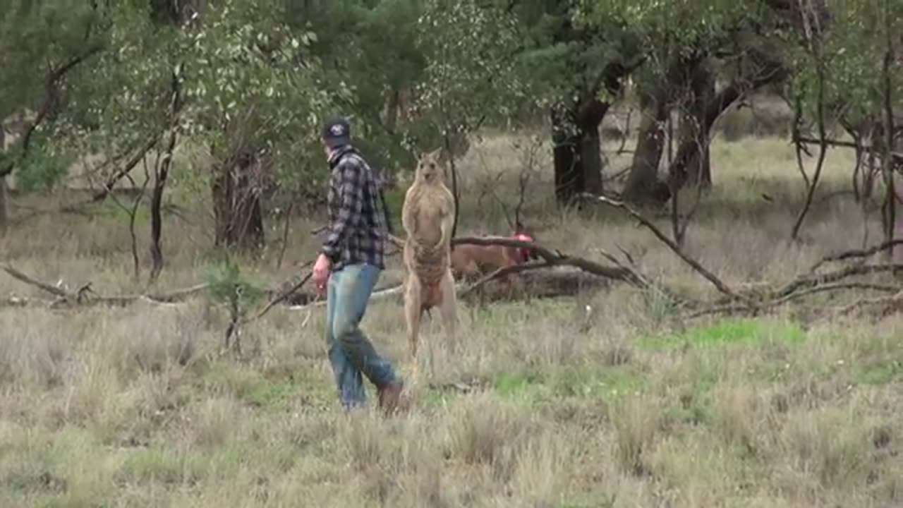 Man punches kangaroo IN THE FACE to save his dog