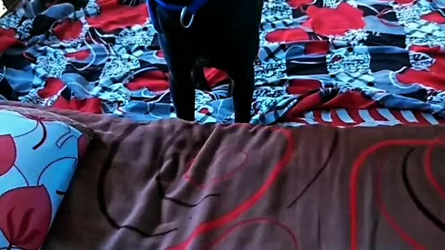 Funny Dog Videos with Cross breed Dog