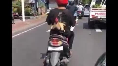 Brave chicken 2021