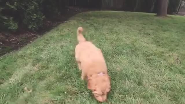 HOW TO: Potty Train Your Puppy FAST!! 🐶 10 week old puppy trained in 1 WEEK!!!