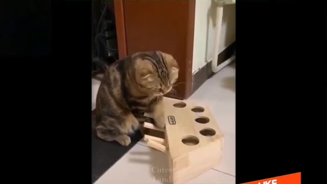 Happy pets, doing funny things