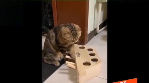 Happy pets, doing funny things