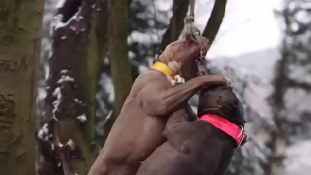 Pitbull loverz Dogs Video