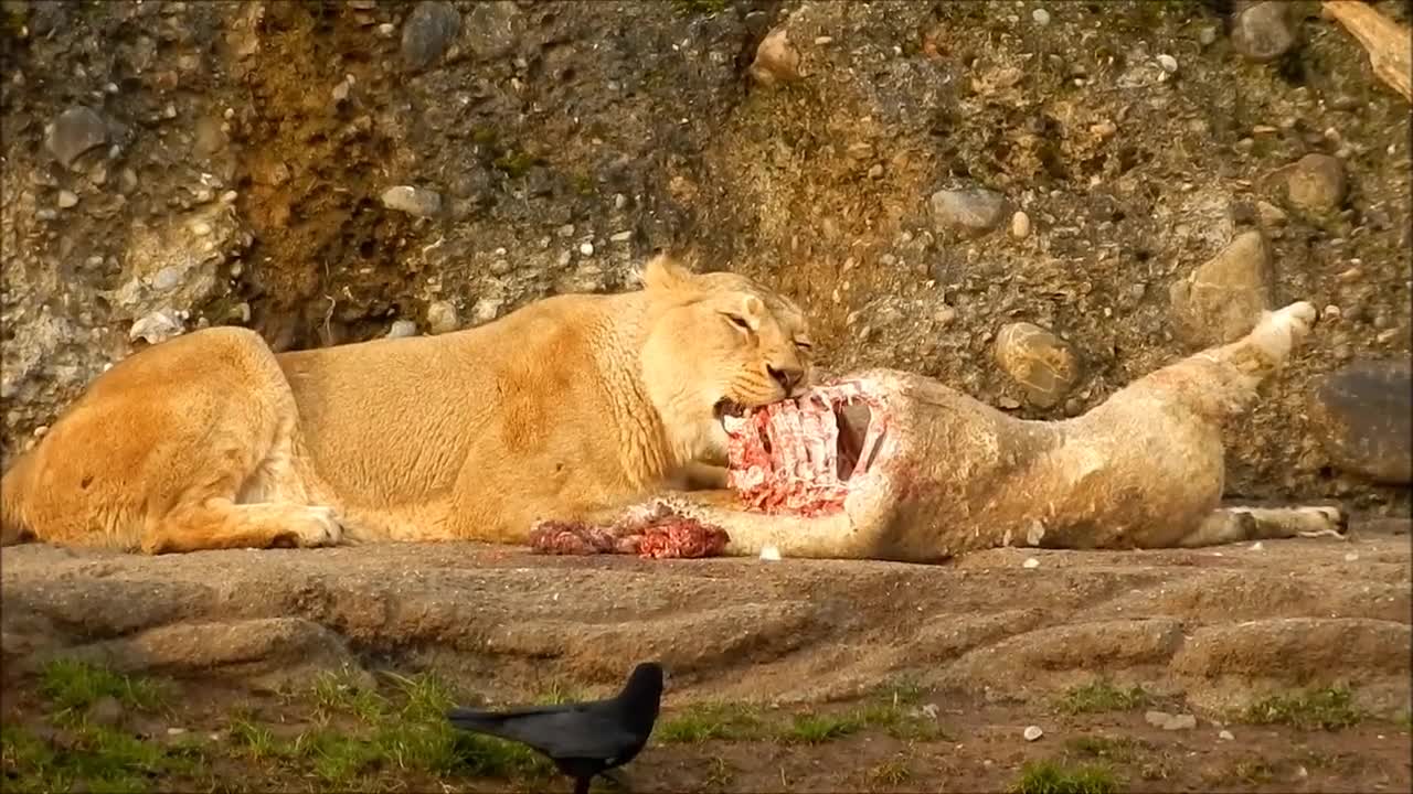 lion meal big cat zoo animal