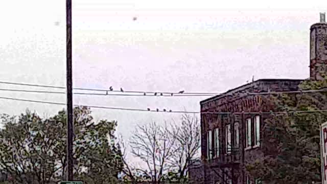 Pigeons on the powerlines! (Zoomed in digitally, RIP 4K quality)