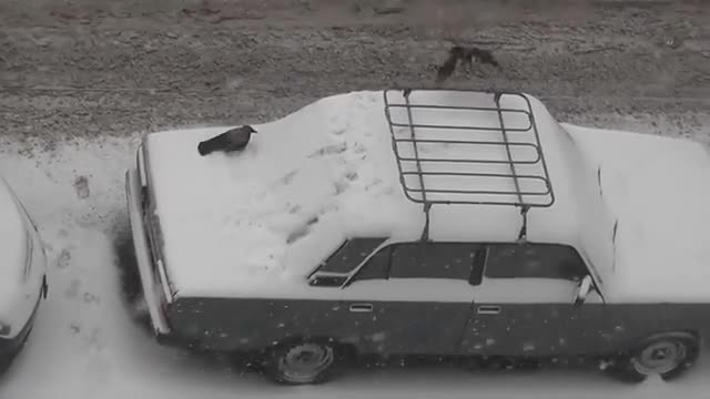 Just a couple of crows playing in the snow