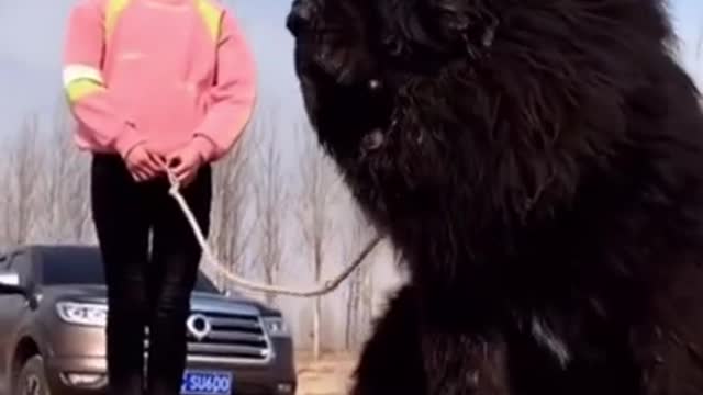 Tibetan Mastiff is the world biggest Dog