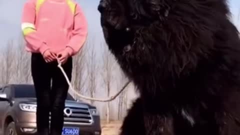 Tibetan Mastiff is the world biggest Dog