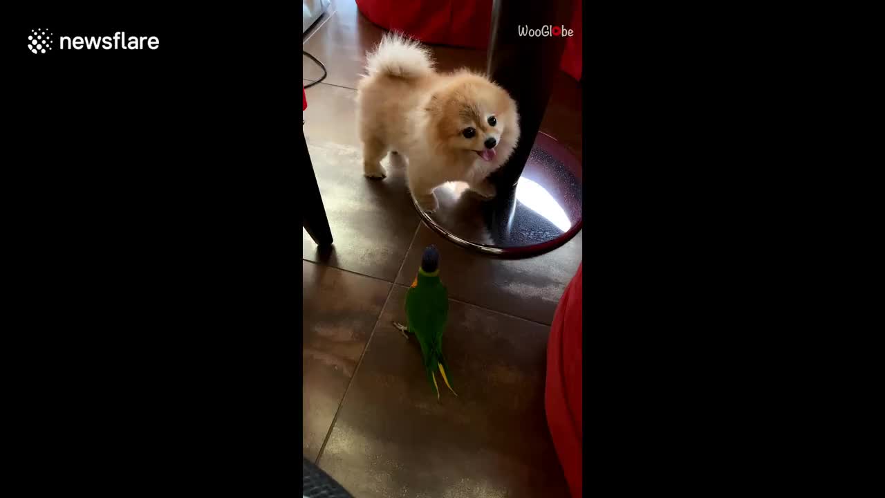 This pet dog and bird are hilariously cute 'frenemies'