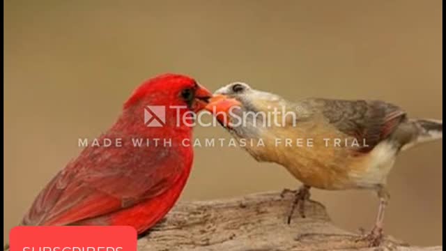 Moyna bards and youtub no copyright sound ..