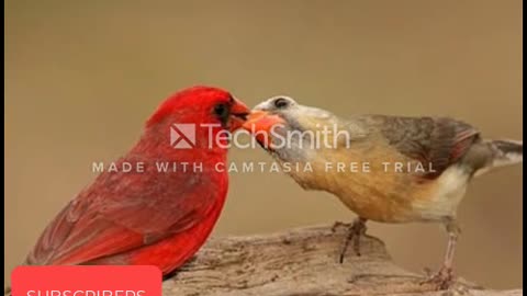 Moyna bards and youtub no copyright sound ..