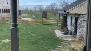 Dogs at Different Energy Levels