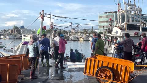 Oversized bluefin tuna towed ashore quickly