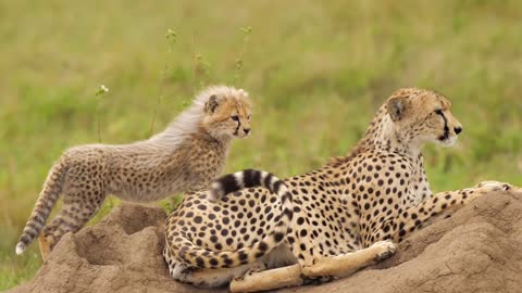 Adorable baby cheetah with newborn fur under protection from parent