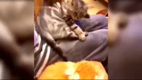 Funny cat video
