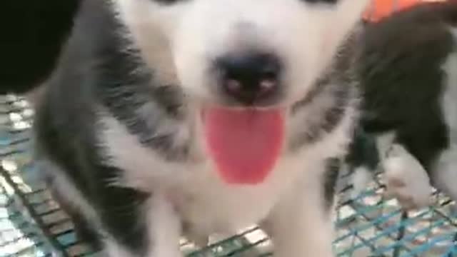 😅 Cute Puppies Doing Funny Things 2021 😍 Cute Puppy Video