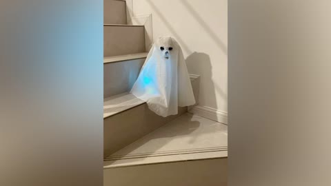 Hello, ghost cat