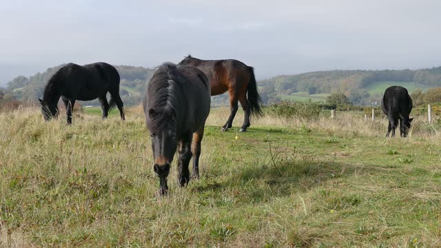 Beautiful horses eat grass