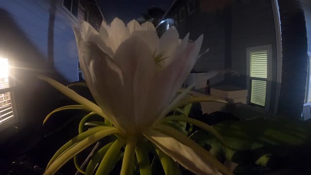 Time Lapse of White Dragon Fruit Flowering