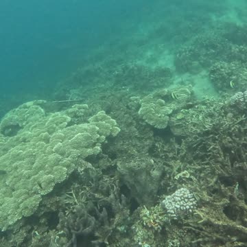 Snorkeling Adventures Philippines. Amazing to see new coral is growing!! Reef conservation in action