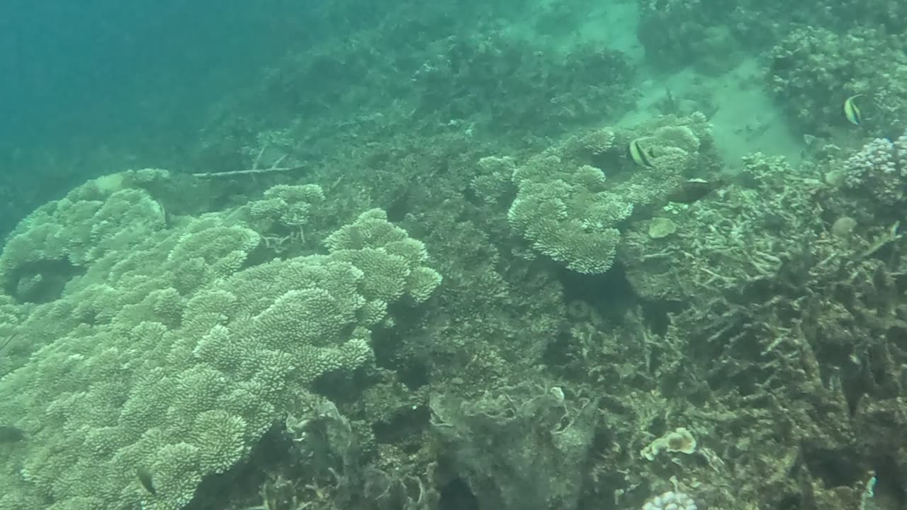 Snorkeling Adventures Philippines. Amazing to see new coral is growing!! Reef conservation in action