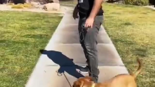 Dog training and tricks