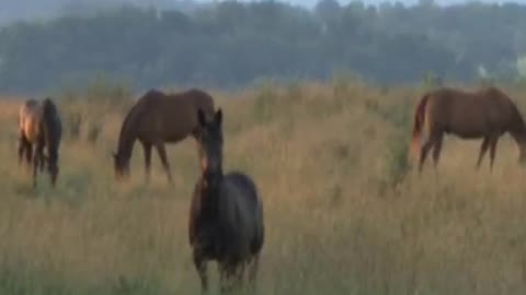 Three Dog Night - "Out in the Country" (1970)