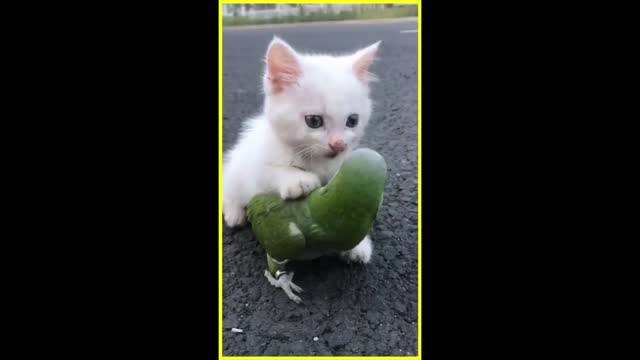 This PLAYFUL Kitten wants to Play with its Bestfriend, Mr. BIRD