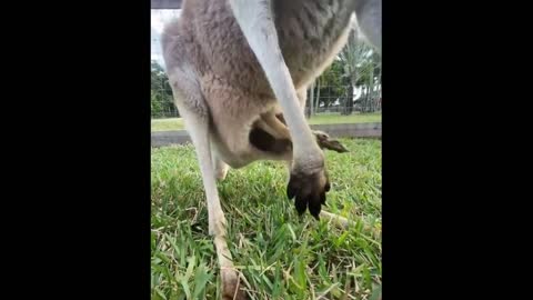 Cute baby animals Videos Compilation cute moment of the animals - Cutest Animals