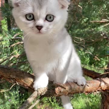 A Kitten on a Tree Branch