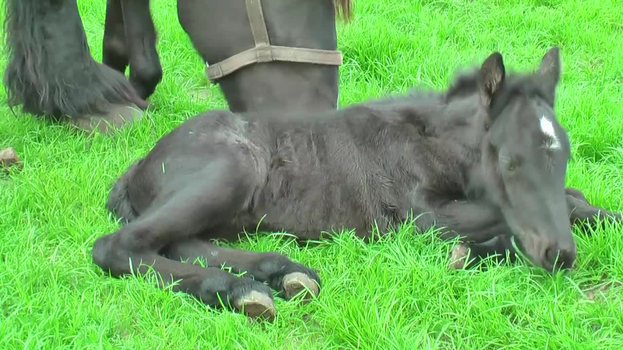 Very Cute Baby Horses with their Mother