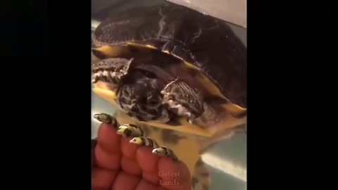 Adorable, cute and funny pets
