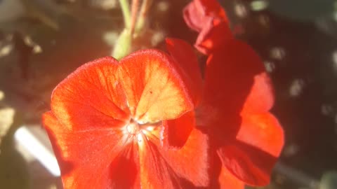 Indoor geranium