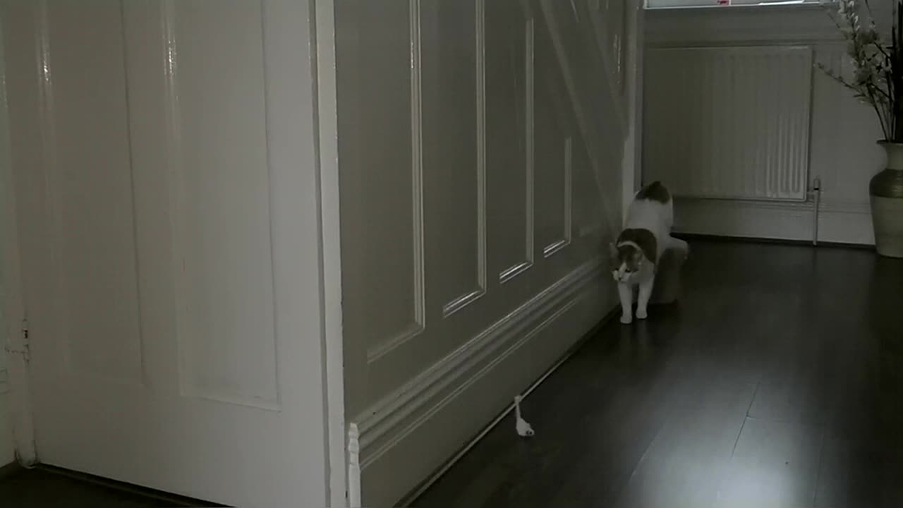 Cat Reacts To Mouse Toy On A String