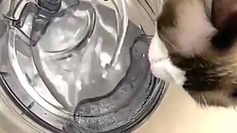 Novo bebedouro de gatos muito fofinuo