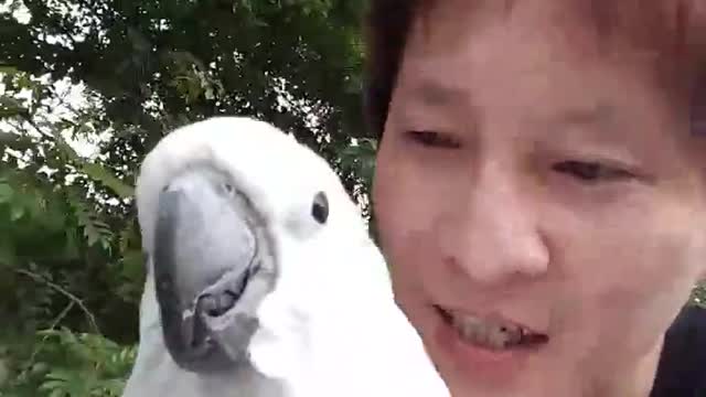 A Man and His Cockatoo