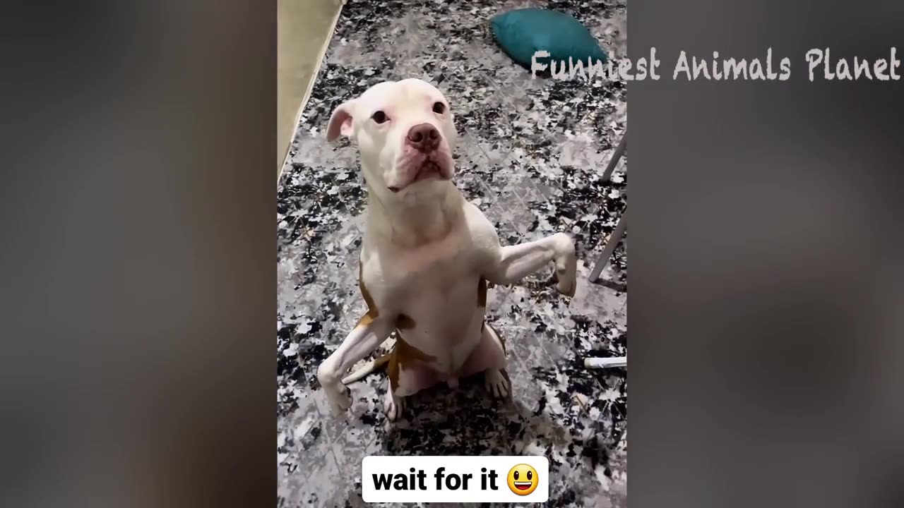 Funny Animal videos