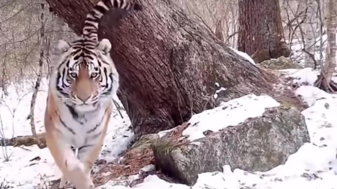 tiger in snow