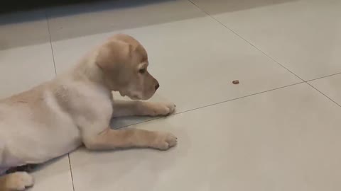 Lebrador puppy training