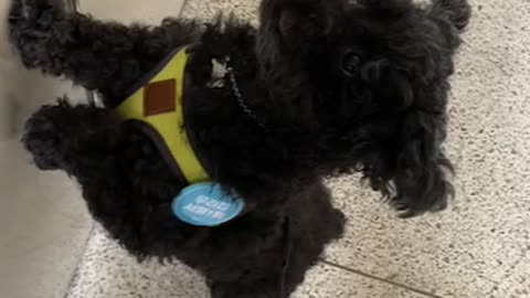 Black goat asking to open the door