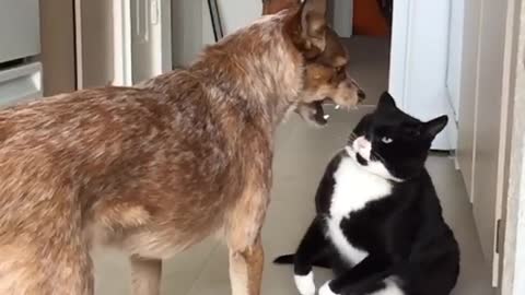 Black and white cat attacks brown dog