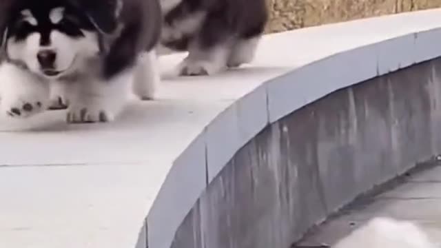 Cute Puppy Memes