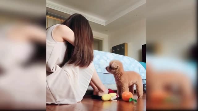 Cute and Funny Animals Videos Compilation
