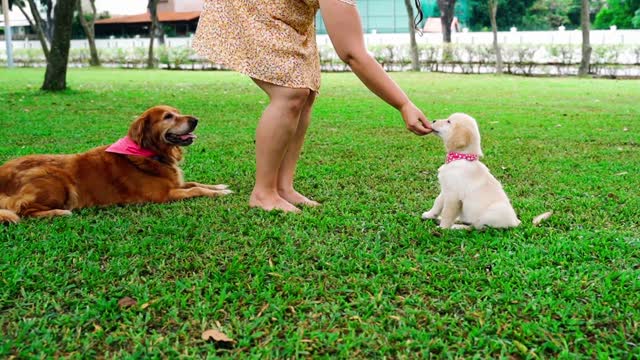 Dogie in the yard