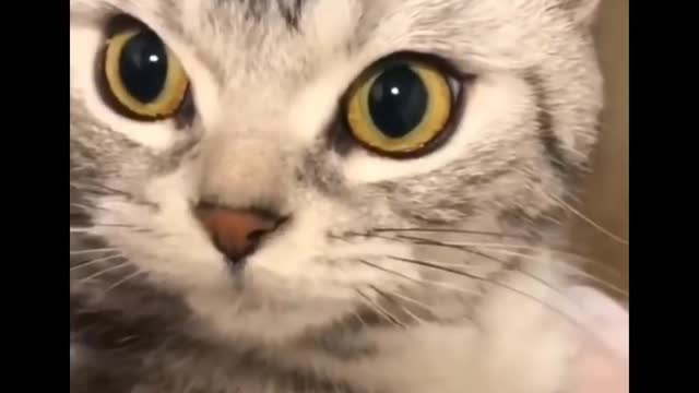 funniest cats Don't try to hold back your laughter