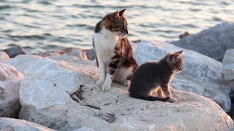 A group of kittens are playing happily by the sea.